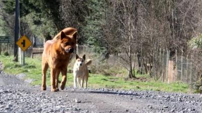 Mujer fue atacada por jauría de perros en Maullín: dueño de los canes estaría identificado