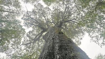 CONAF presentó denuncia ante Ministerio Público por  daño contra Coihue Abuelo