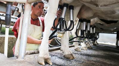 Año lechero 2025: creció recepción en plantas y decayó precio por litro