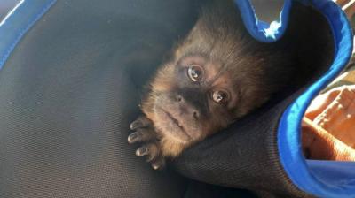 Rescatan a mono que escapó del zoológico de Concepción: investigan falla en el protocolo de manejo