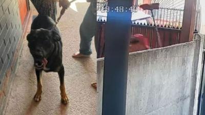 Municipio de Quillota aclara que video de maltrato a perro no es reciente: “El responsable fue multado”