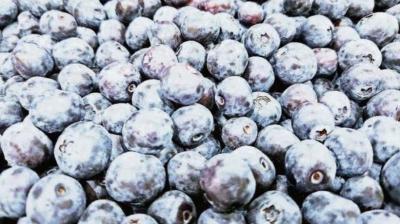 Exportación de arándanos en Ñuble: temporada con buenos precios y señales de cautela