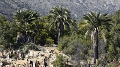 Contraloría detectó más de 400 construcciones irregulares cerca del Parque La Campana