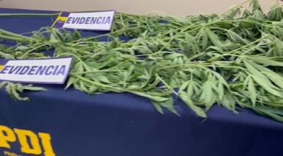 Detienen a sujeto por cultivo y cosecha de plantas de marihuana en Freire