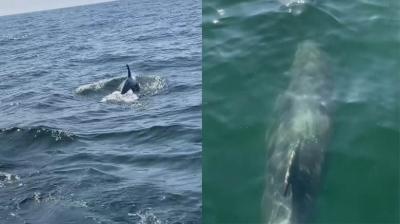 Captan hermoso registro de delfines en la Caleta Higueras de Concón
