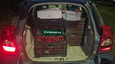 Roban 180 kilos de cerezas desde huerto y logran detener a los autores