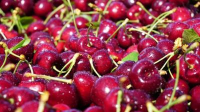 Agricultores Unidos alerta ajuste estructural en la cereza: retornos al productor caerían hasta un 50% amenazando la continuidad del empleo rural