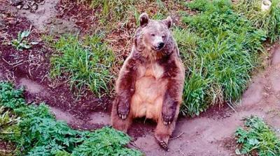 Muerte de osa provoca indignación en Quilpué