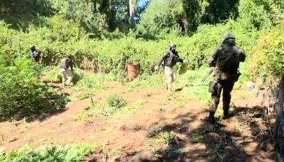 Incautan plantación de marihuana en Ercilla