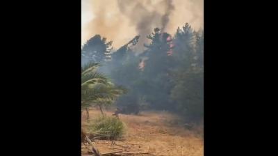 Senapred declara Alerta Roja para las comunas de Nueva Imperial y Galvarino por incendios forestales