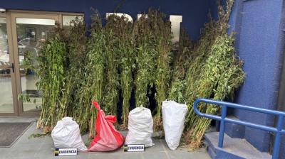 Incautan 310 plantas de cannabis en cultivo ilegal en Cobquecura