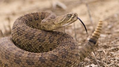 SAG continúa sin encontrar a la serpiente de cascabel que mantiene en alerta a San Antonio