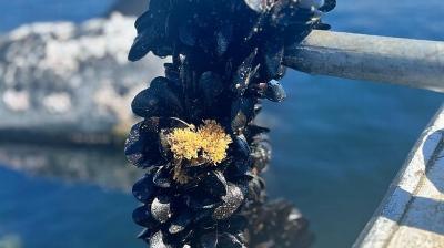 Región de Los Lagos invertirá $1.600 millones para fortalecer la industria del mejillón