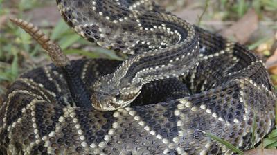 Alarma total por serpiente de cascabel en San Antonio: país carece de suero para enfrentar su veneno