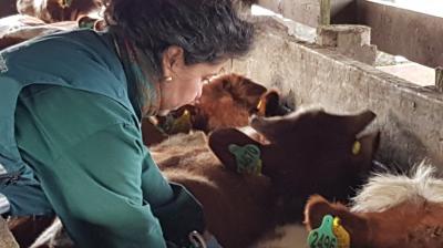 Región logra récord en Declaración de Existencia Animal