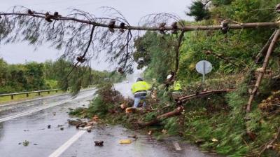 Puerto Varas: Reportan caída de árbol en ruta hacia Ensenada