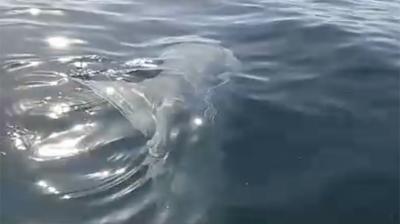 Aparece en San Antonio pez gigante que se alimenta de fragata portuguesa