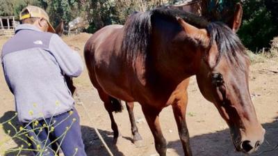 Sujeto robó yegua a vecino enfermo de cáncer en Bellavista