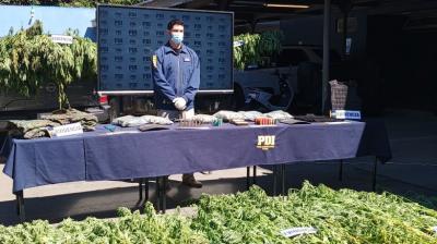 PDI desarticula foco delictual en Angol e incauta más de 290 plantas de marihuana