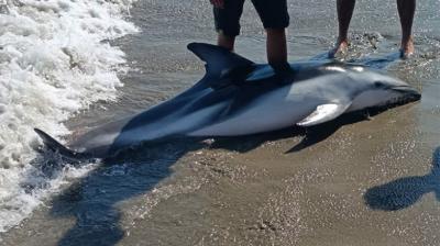 Delfín oscuro varó en Playa Chica de Cartagena y fue rescatado por bañistas