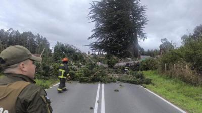 Caída de árbol obligó a regular tránsito en ruta W-635 de Puqueldón
