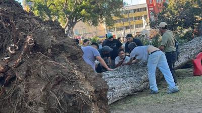 [FOTOS] Un fallecido y un herido deja caída de árbol de gran tamaño en el Parque Italia de Valparaíso