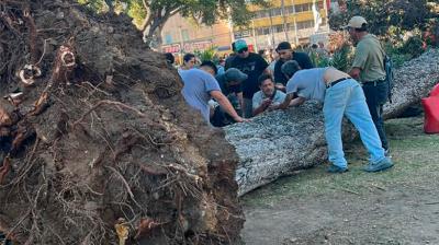Debido a la muerte de joven por caída de árbol en Valparaíso: experta propone medidas urgentes