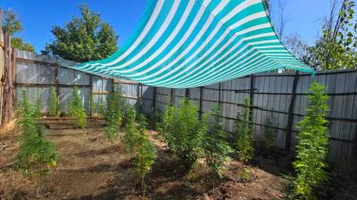 PDI incauta 38 plantas de marihuana en invernaderos clandestinos en sector Huequén Alto en Angol