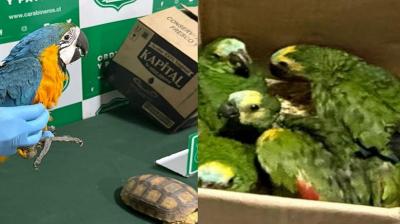 Sorprenden a sujetos comercializando ave exótica en la vía pública en Alto Hospicio: incautaron 12 animales