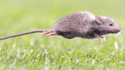 Autoridad sanitaria confirma el primer caso de hanta este año en Ñuble