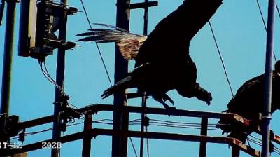 Ojos de Águila: la red de cámaras que vigila los incendios desde las alturas