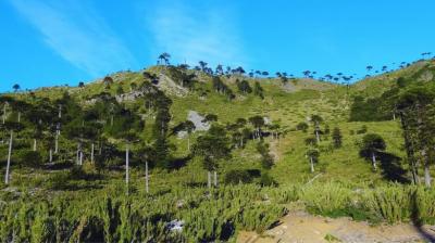 Reserva Nacional Altos de Pemehue reabrirá al público tras acuerdo histórico con comunidad pehuenche