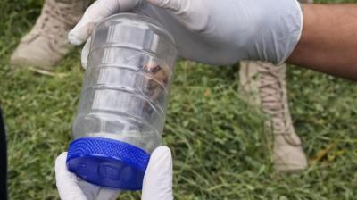 Confirman caso positivo de rabia en murciélago encontrado en Frutillar Bajo