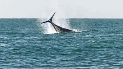 Buscan resguardar 23 mil hectáreas marinas y costeras en la región de Ñuble