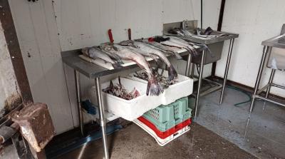 Sernapesca y Carabineros de Chile desbaratan planta de procesos clandestina en Temuco