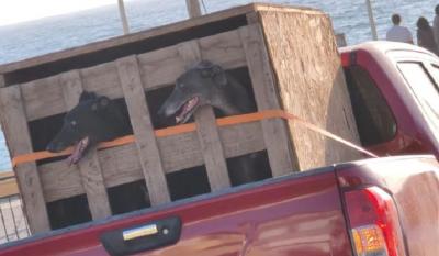 Carreras clandestinas de galgos : diputado Videla recibe más denuncias y  anuncia investigación en Antofagasta