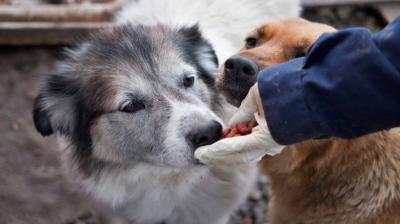Este sábado realizarán bingo solidario para apoyar al albergue de perros abandonados en Puerto Montt