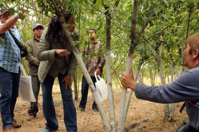 En Máfil realizaron Taller de poda y cosecha semi-mecanizada de maqui