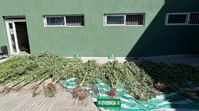Carabineros detiene a dos personas por cultivo ilegal de cannabis en San Felipe