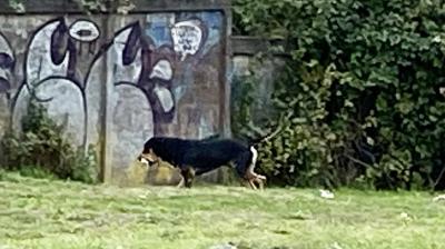 Pareja fue atacada por perros que salieron desde una toma ilegal en Osorno