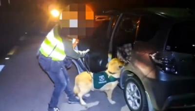 21 kilos de droga incautados por sabueso del OS7 Arica: dos detenidos en Ruta 5 Norte