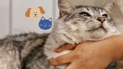 Dalcahue realizará operativos gratuitos de esterilización para 450 mascotas