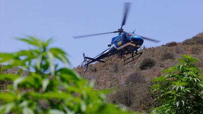 Denuncia anónima permite descubrir campamento con 200 plantas de marihuana en Puchuncaví