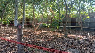 Investigan homicidio en fundo de Quillota: victima robaba paltas