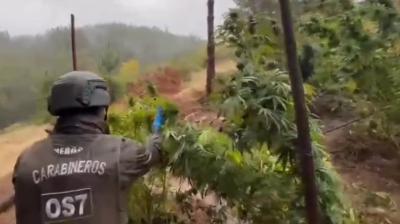 Detienen a 5 sujetos por tráfico y microtráfico en operativos simultáneos en Ñuble