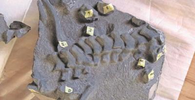 Descubren la primera especie de plesiosaurio jurásico de Chile en sector Ojo de Opache en Calama