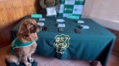 Carabineros de OS7 Ñuble detuvo a un hombre y una mujer por tráfico de drogas en control carretero