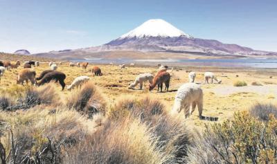 Conaf reporta 90% de avance en remoción de material contaminado en lago Chungará