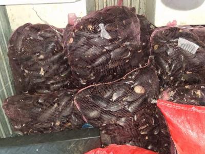 En peaje de Lanco: En control carretero sorprenden transporte ilegal de casi 4 toneladas de recursos del mar