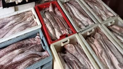 Más de 1.800 kilos de pescado fueron incautados en planta ilegal de procesamiento en Temuco
